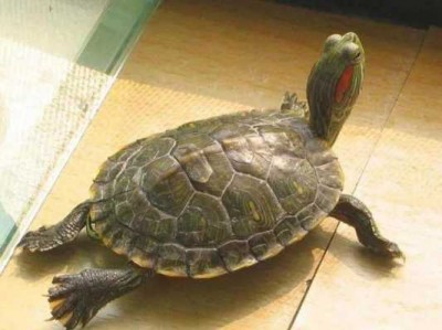 巴西龟（巴西龟吃什么食物）