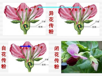 闭花授粉（闭花授粉和开花授粉）