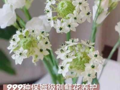 天鹅绒（天鹅绒花怎么养护）