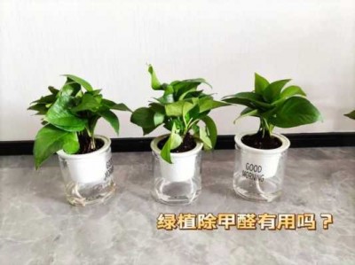 哪些植物吸甲醛（哪些植物吸甲醛能力强）