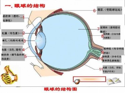 看的结构（看的结构是什么）