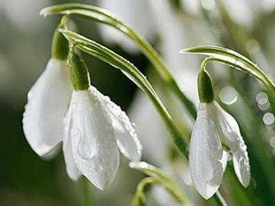 雪滴花花语（雪滴花花语寓意）