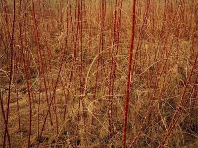 红柳种植（红柳种植方法）