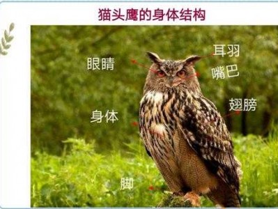 猫头鹰可以吃吗的简单介绍