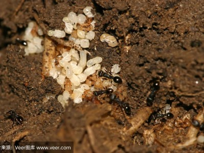 蚂蚁卵（蚂蚁卵用什么办法杀死）