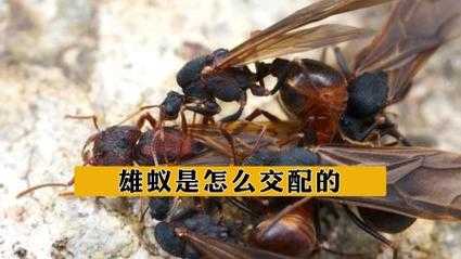 雄蚁（雄蚁是怎么产生的）