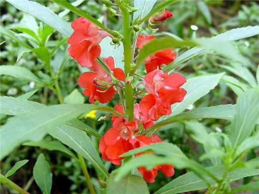 凤仙花有毒吗（大红凤仙花有毒吗）