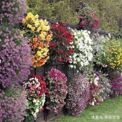 花园种植（花园种植什么花木）