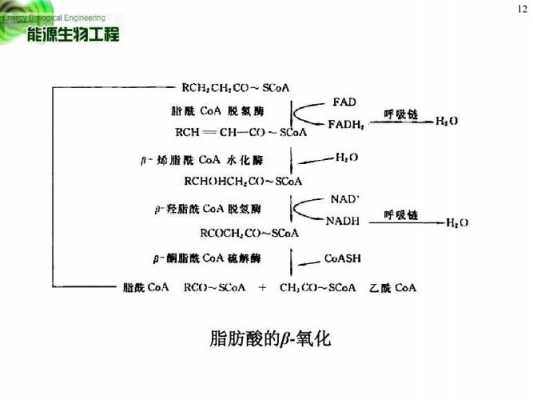 油脂氧化（油脂氧化反应）