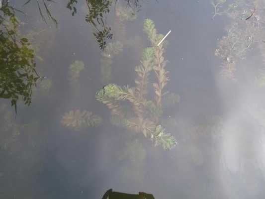 沉水植物（沉水植物有气孔吗）