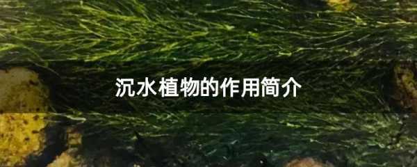 沉水植物（沉水植物有气孔吗）