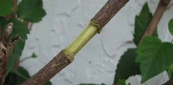 压条（压条繁殖的植物）