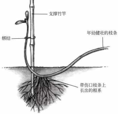 压条（压条繁殖的植物）