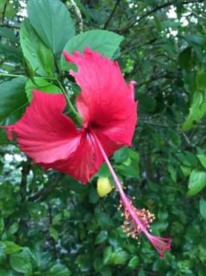 扶桑花花语（扶桑花花语寓意）