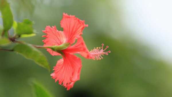 扶桑花花语（扶桑花花语寓意）