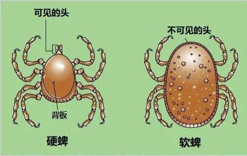 硬蜱（硬蜱和软蜱的区别图片）