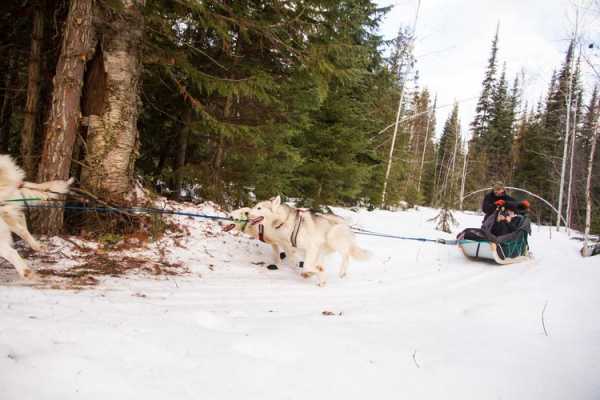 sled（sled怎么读）