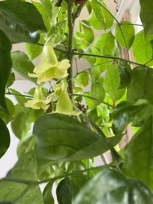 海南菜豆树（海南菜豆树果）