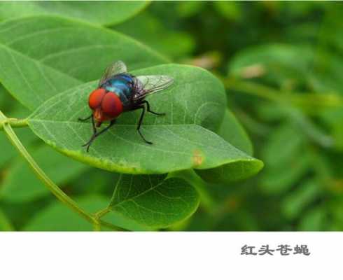 红头苍蝇（红头苍蝇意味着什么意思）