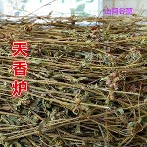 天香炉（天香炉的功效与作用及禁忌）