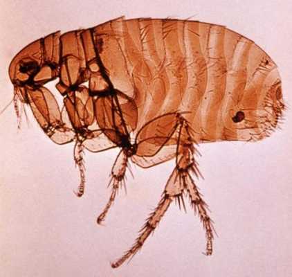 跳蚤最怕什么（跳蚤最怕什么四种去除方法）