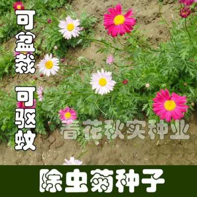 除虫菊（除虫菊种植方法和时间）