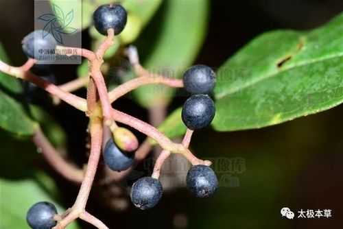 水红木（水红木的叶可以治疗）