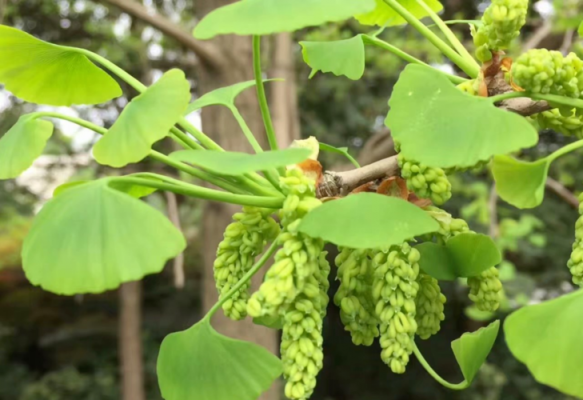 银杏树开花吗（银杏树开花吗?什么时候开花）