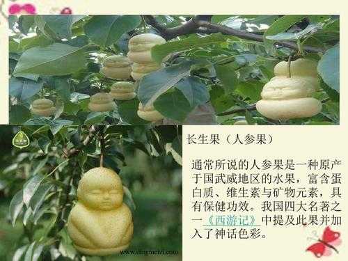 长生果（长生果是什么植物）