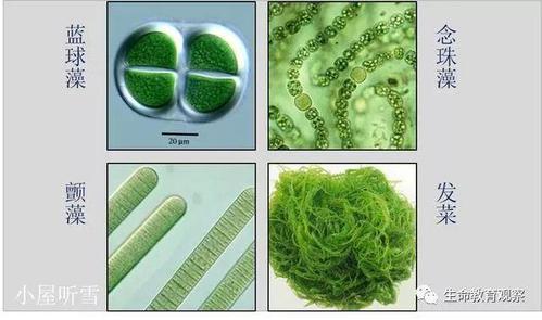 绿藻是真核还是原核（蓝藻是真核还是原核）