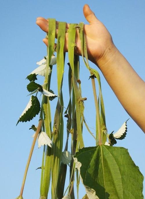 苎麻会缩水吗（苧麻容易皱吗）