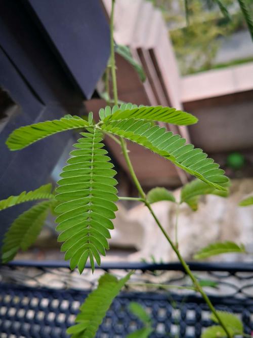 含羞草的样子（含羞草的样子和特点描写）