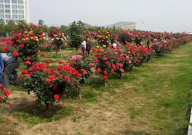 月季花栽培（月季花栽培时间和方法）