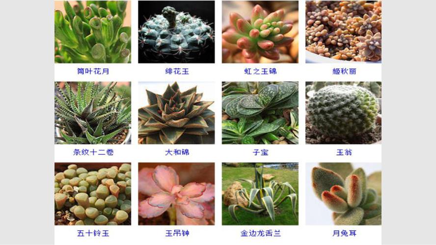 植物的名字（各种植物的名字）