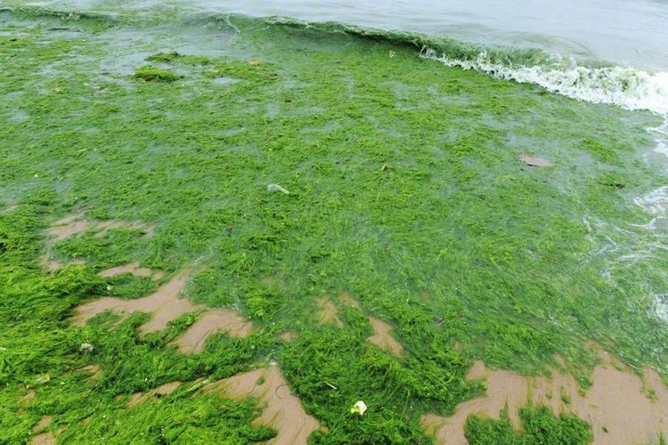 青岛浒苔（青岛浒苔是江苏养殖紫菜造成的吗?）