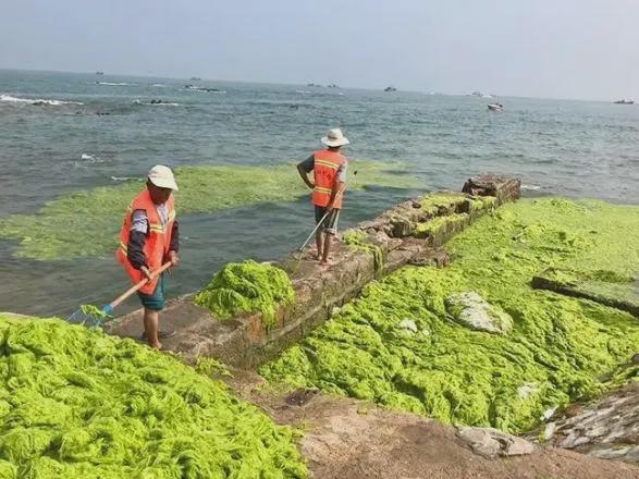 青岛浒苔（青岛浒苔是江苏养殖紫菜造成的吗?）