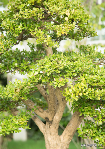 水黄杨（水黄杨木）