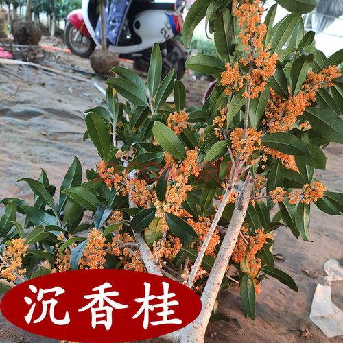 桂花是什么颜色（沉香桂花是什么颜色）