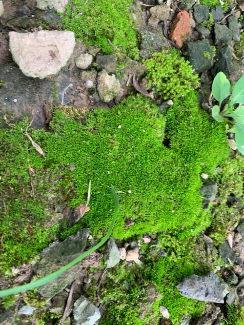 苔藓植物（苔藓植物中有没有可供食用的种类）