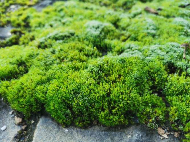 苔藓植物（苔藓植物中有没有可供食用的种类）