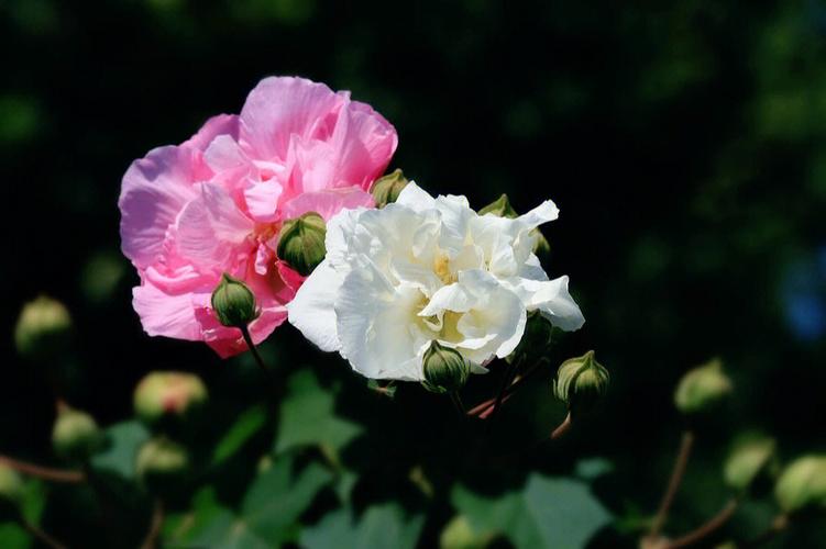 芙蓉花象征什么（芙蓉花象征什么人）