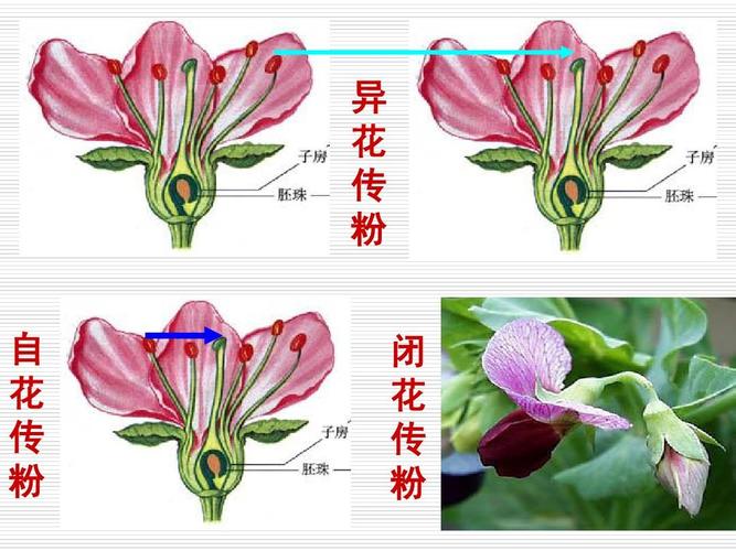 闭花授粉（闭花授粉和开花授粉）