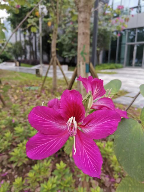 红花羊蹄甲（红花羊蹄甲图片）