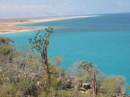 soco（socotra island）