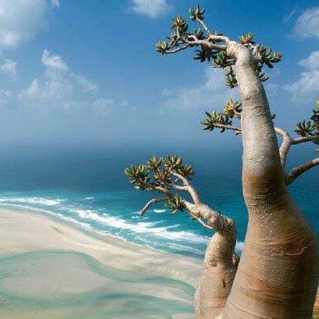 soco（socotra island）