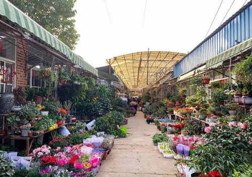 苏州花鸟市场（苏州花鸟市场有哪些）