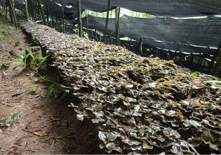 金线莲种植基地（金线莲种植基地加盟）