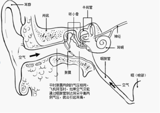 edpm（耳朵平面图）