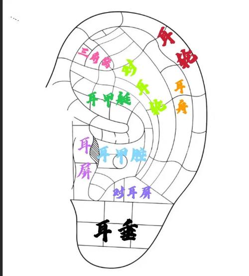 edpm（耳朵平面图）