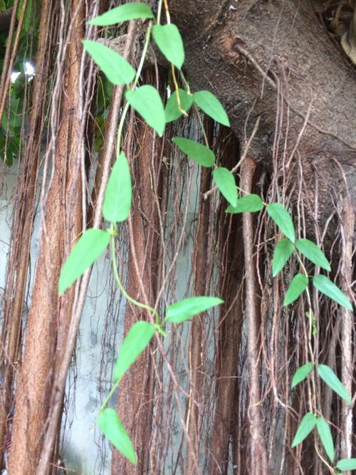 蔓生植物（蔓生植物和藤本植物）